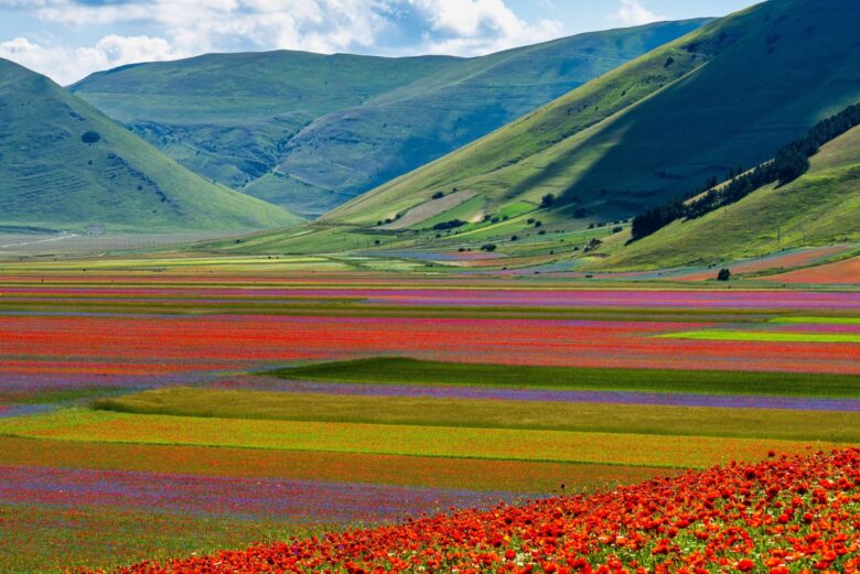 Altopiano di Castelluccio di Norcia ricoperto da un tappeto di fiori colorati