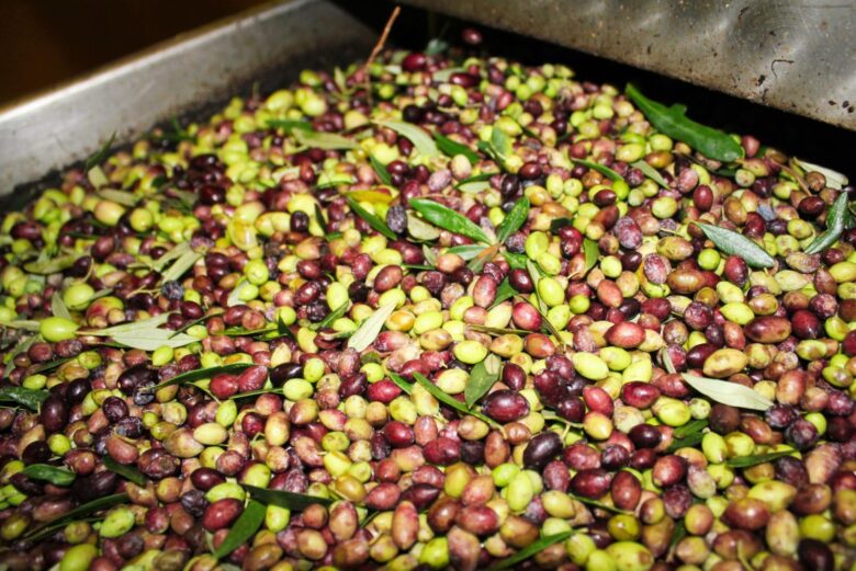 Degustazione di olio extravergine d'oliva appena franto su bruschetta calda all'interno di un frantoio umbro